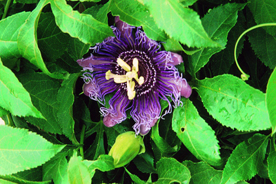 Passiflora incarnata