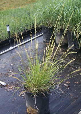Bouteloua curtipendula
