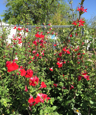 Salvia microphylla Hot Lips