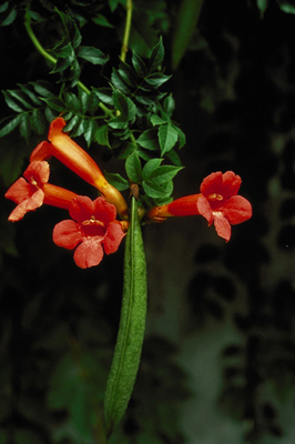 Campsis radicans