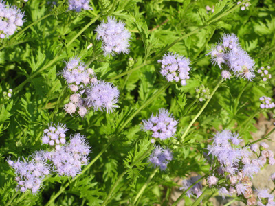Conoclinium greggii