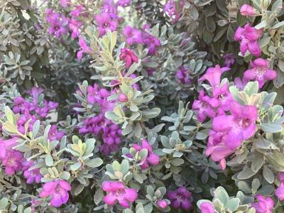 Sedum telephium Mohrchen