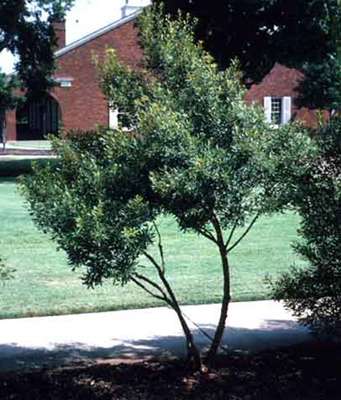 Myrica cerifera