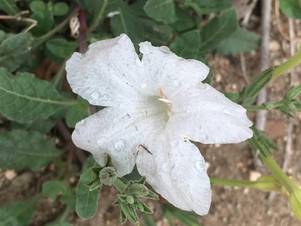 818