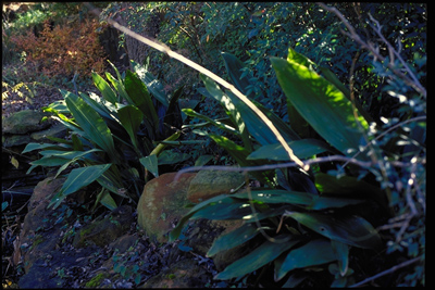 Aspidistra elatior