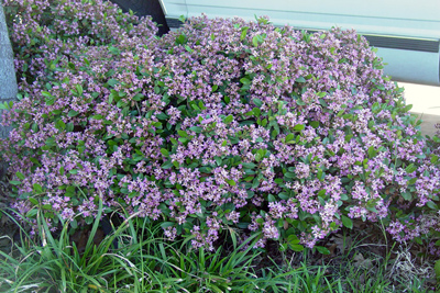 Rhaphiolepis indica