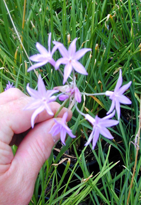 Tulbaghia violacea