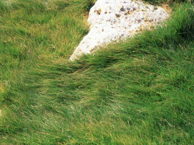 Buchloe dactyloides