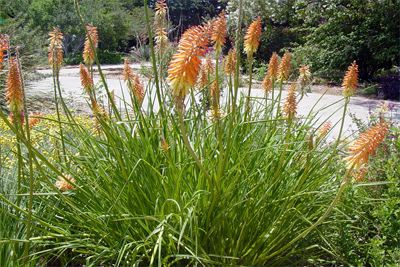 Kniphofia uvaria