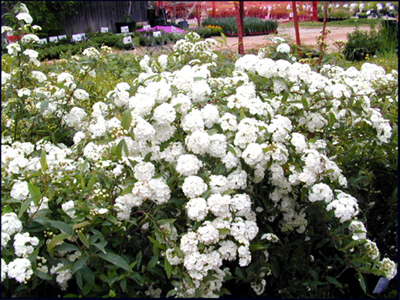 Spiraea spp.