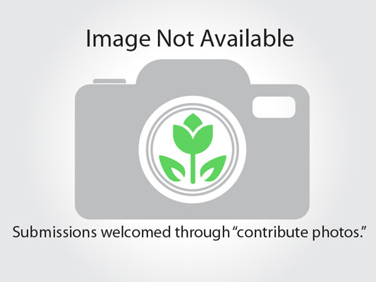 Pavonia braziliensis
